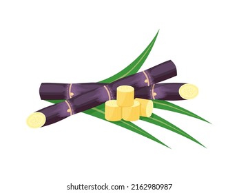 Vector illustration of sugarcane, isolated on white background, suitable as a packaging label for processed sugarcane products.