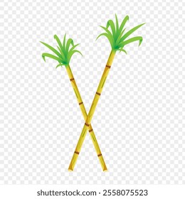 Vector illustration of sugarcane on transparent background