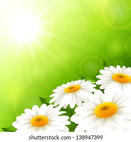 Vector illustration summer camomiles on a green background
