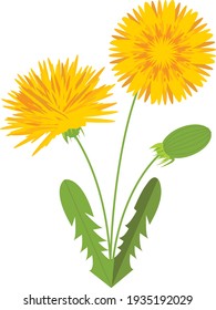 Vector illustration of a summer dandelion flower with leaves