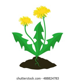 Vector Illustration Summer Flower Yellow Dandelion. Dandelion Vector Icon, Logo.