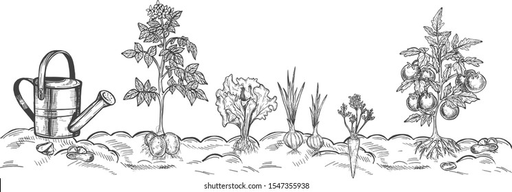 Vector illustration of summer garden farm patch. Carrots, potatoes, onions, tomatoes, lettuce. Farmers market. Vintage hand drawn style.