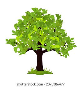 Vector illustration of a summer tree isolated on a white background.