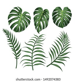 Vector illustration of summer tropical leaves