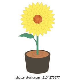 vector illustration of a sun flower on a pot