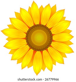 vector illustration sunflower