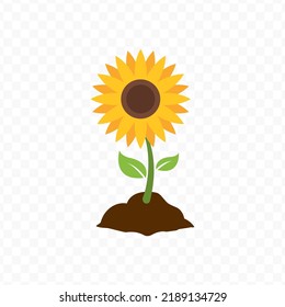 Vector illustration of sunflower. Colored vector for website design .Simple design on transparent background (PNG).