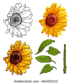 Vector illustration of sunflower elements on white background. Beautiful digital painting, drawing.