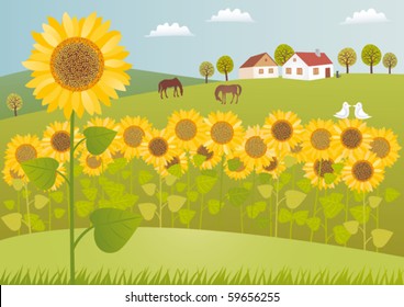 Vector illustration of sunflower fields and a farm.