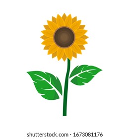 Vector illustration of a sunflower in a flat, isolated sunflower style on a white background.