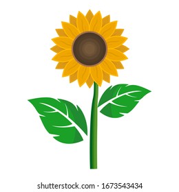 Vector illustration of a sunflower in a flat, isolated sunflower style on a white background.