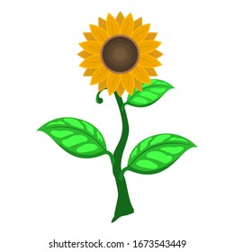 Dibujo vectorial de un girasol en un estilo plano y aislado de girasol sobre un fondo blanco.