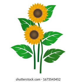 Dibujo vectorial de un girasol en un estilo plano y aislado de girasol sobre un fondo blanco.