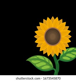 Vector illustration of a sunflower in a flat, isolated sunflower style on a black background.