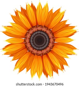 Vector illustration of a sunflower flower.