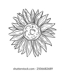 Vector illustration of sunflower flower in doodle style. Line art graphic illustration. Realistic botanical drawing of sunflower.