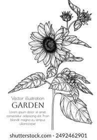 Vector illustration of sunflower flower in engraving style