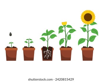 Vector illustration of sunflower grow for book, education .Growing plant stages. Seeds, watering step, sprout and flower, grown plant. House or outdor plant. Grow proces.flower evolution