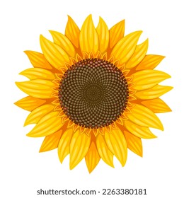 Vector illustration, sunflower isolated on white background.