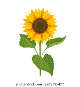 Vector illustration, sunflower isolated on white background.