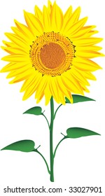 Vector illustration of Sunflower isolated on a white background