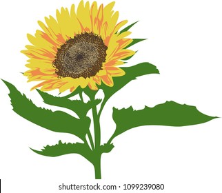 Vector illustration of sunflower with leaves isolated on white background