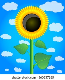 The vector illustration of the sunflower on the sky background