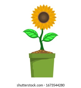 Vector illustration of sunflower in a pot with a flat, isolated sunflower style on a white background.