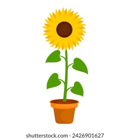 Vector illustration of sunflower in pot on white background. The flower petals bloom and are yellow. Suitable for home decoration and ornamental plants.