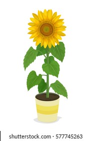 Vector Illustration: sunflower in potted plants isolated on white background.