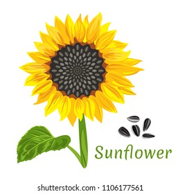 	
Vector illustration of sunflower and seeds with green leaves in flat style isolated on white background. Template for oil packaging design, label, banner, poster.