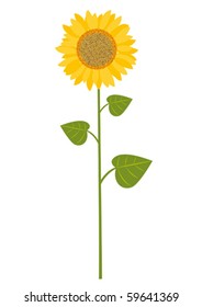 Vector illustration of sunflower, white background, no gradients.