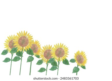 Vector illustration of sunflowers background in watercolor.
