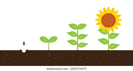 Vector illustration of sunflowers growing from seed to flower.