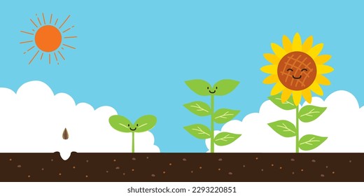 Vector illustration of sunflowers growing from seed to flower.