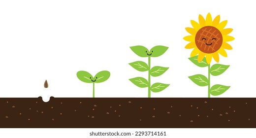 Vector illustration of sunflowers growing from seed to flower.
