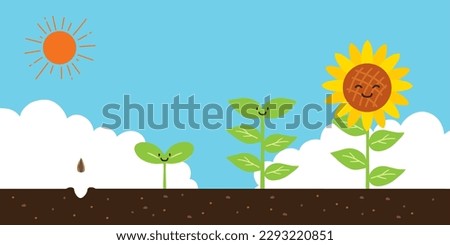 Vector illustration of sunflowers growing from seed to flower.
