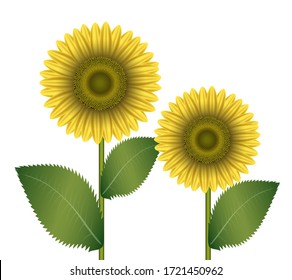 Vector illustration sunflowers large yellow flowers