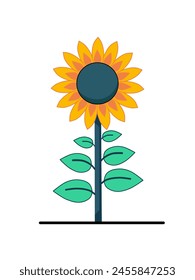 vector illustration of sunflowers in minimalist and flat style isolated on white background
