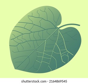 vector illustration: sunlight passes through a large leaf of Dutchman's pipe, the streaks on the leaf are clearly visible 