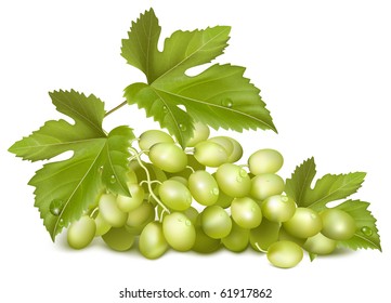 Vector illustration. Sunny grape. Green grapes with leaves.