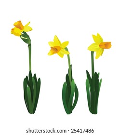 Vector illustration of a sunny narcissus flowers