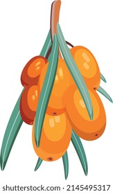 vector illustration of sunny sea buckthorn