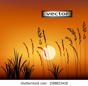 Vector illustration sunset grass nature landscape drawing plant silhouettes Wallpaper