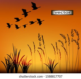 Vector illustration sunset migratory birds flying flock grass nature landscape drawing plant silhouettes Wallpaper
