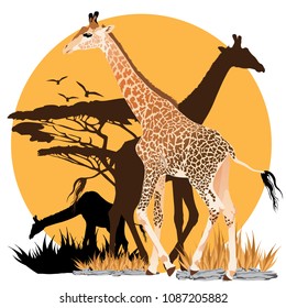 Vector illustration of sunset in savannah with giraffes
