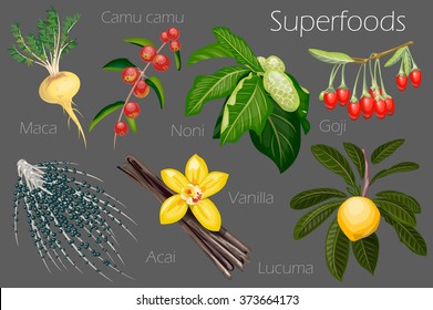 Vector illustration of a super food.