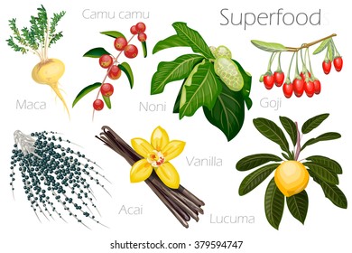 Vector illustration of a super food