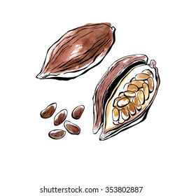 Vector illustration of super food Cacao beans. Organic healthy food. Hand drawn isolated objects on white background. Black outlines and bright watercolor stains and drips.