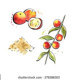 Vector illustration with super food Camu camu. Hand drawn berries with black outline and bright colorful watercolor stains. Isolated on white background. Organic healthy dietary supplement. 